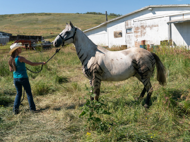 Heartland Season 16 Episode 5